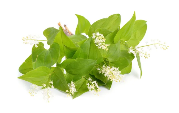 Maianthemum bifolium, lírio falso do vale ou lírio de maio — Fotografia de Stock