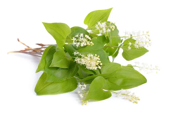 Maianthemum bifolium, false lily of the valley or May lily — Stock Photo, Image