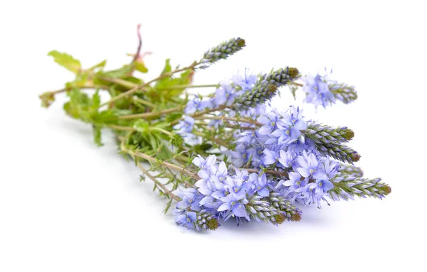 Veronica prostrata bloemen geïsoleerd op witte achtergrond — Stockfoto