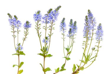 Veronica beyaz arka planda izole edilmiş protata çiçekleri.