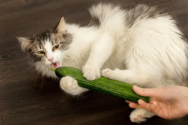 Amusant Pelucheux Chat Joue Avec Concombre Mange Vue Rapprochee Image Libre De Droit Par Lekcej C