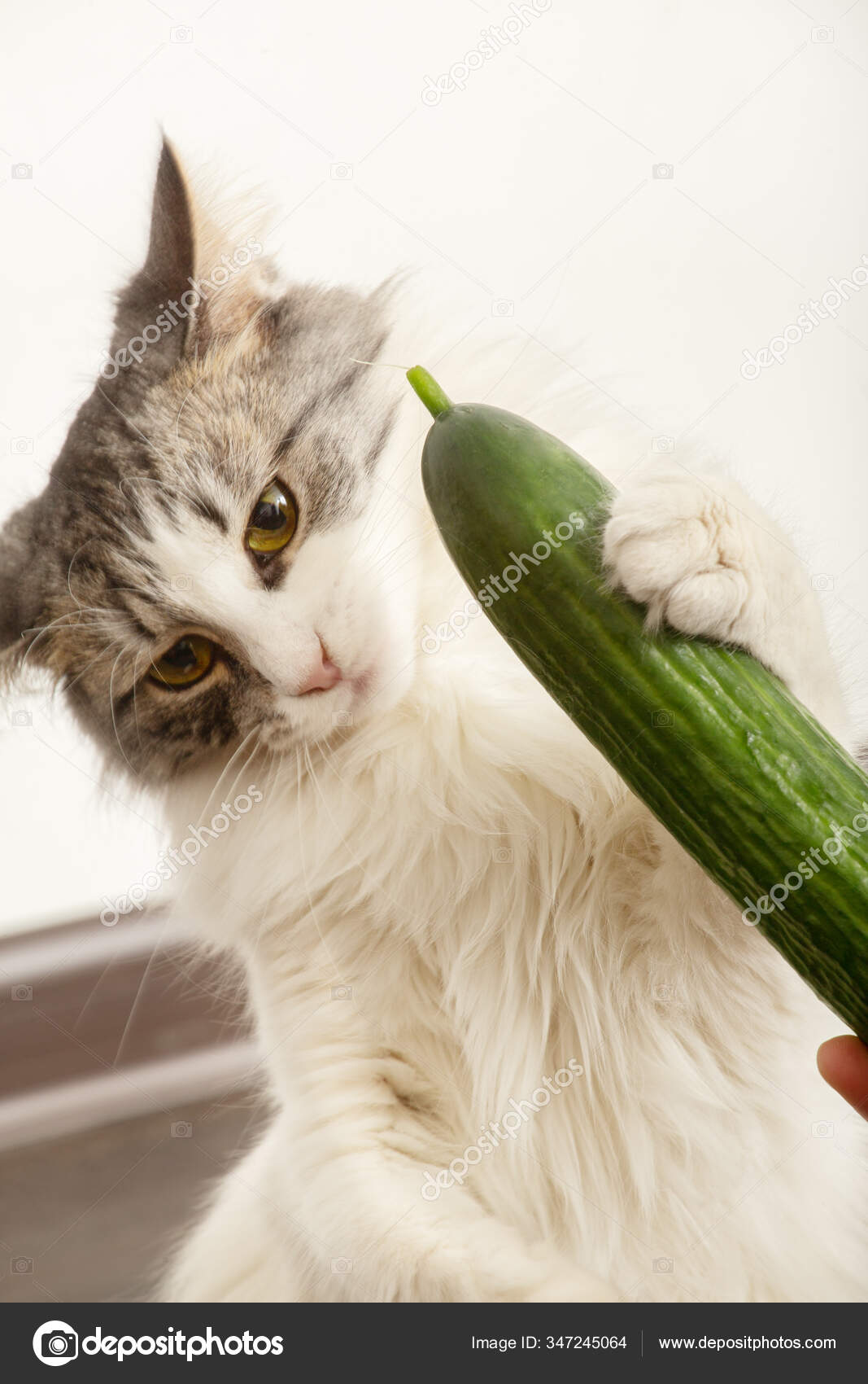 Amusant Pelucheux Chat Joue Avec Concombre Mange Vue Rapprochee Image Libre De Droit Par Lekcej C