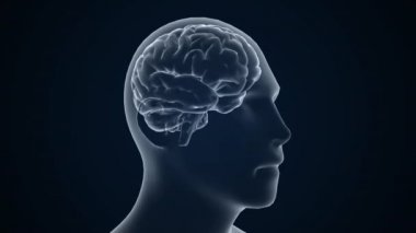 Tanısal bilgisayar ekranında insan Brian çalışması. 4k 3d animasyon