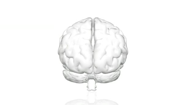 Человеческий Мозг Вращающаяся Анимация Искусственный Интеллект Полностью Белый — стоковое видео