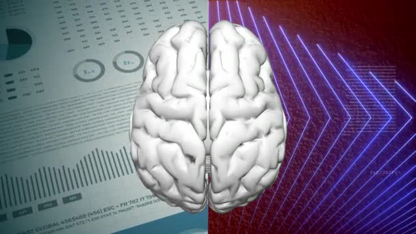 Концепция Разделения Мозга Слева Справа Логическое Полушарие Творческое Полушарие — стоковое видео