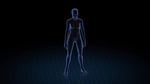 喉の痛みを伴う少女 女性の3Dボディ アニメーションを回転させ 女性の人間構造の閉鎖 Hud映像 — ストック動画