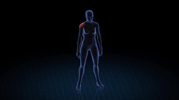 肩の病理の女の子 女性の3Dボディ アニメーションを回転させ 女性の人間構造の閉鎖 Hud映像 — ストック動画