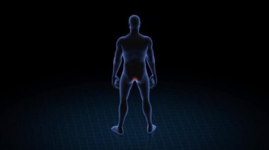 Man with anus pathology. 3d body of boy. Rotating animation and closeup of male human structure. 4k HUD footage.