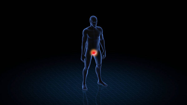 Man with genital pathology. 3d body of boy. Rotating and closeup of male human structure. HUD.