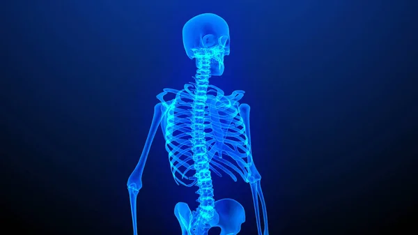Esqueleto Corpo Humano Tecnologia Ciência Médica — Fotografia de Stock