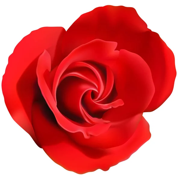 Červená Růže Květ Izolovaných Bílém Pozadí Designový Prvek Pro Váš — Stockový vektor