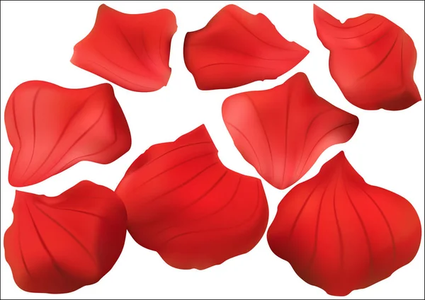 Sammlung roter Rosenblätter — Stockvektor