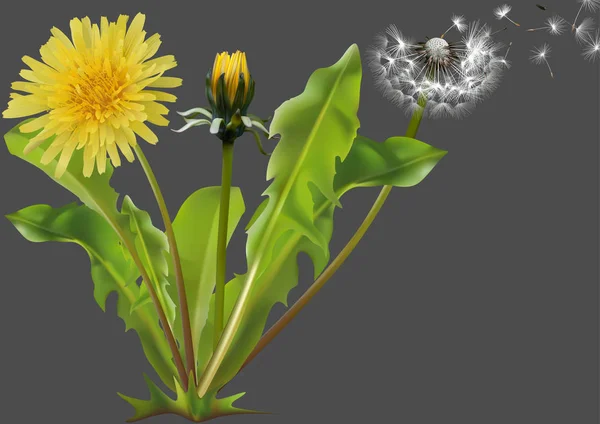 Löwenzahn Taraxacum Officinale Detaillierte Illustration Der Pflanze Isoliert Auf Grauem — Stockvektor