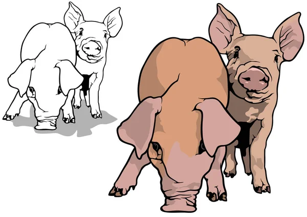 两种颜色的小猪和基于白色背景的黑白设计 — 图库矢量图片