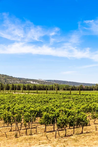 Provence wijngaard panorama — Stockfoto