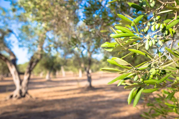橄榄树在南意大利 — 图库照片