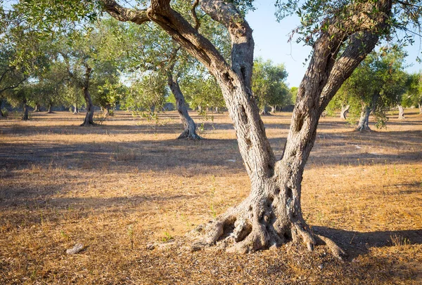 Olive tree in South Italy