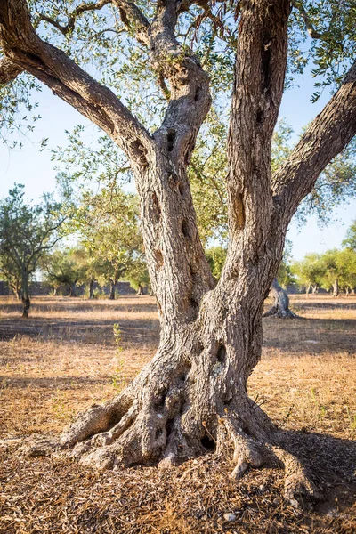 Olivträd i södra Italien — Stockfoto