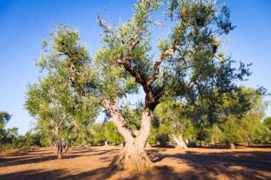 Eski zeytin ağaçları Güney İtalya