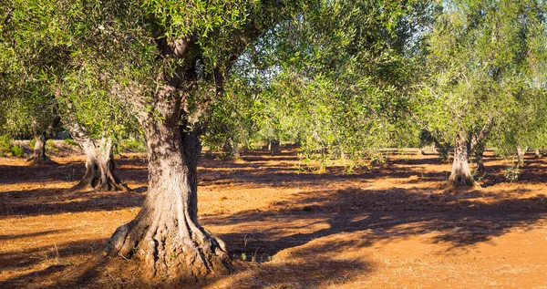 Παλιά ελαιόδεντρα στη Νότια Ιταλία — Φωτογραφία Αρχείου