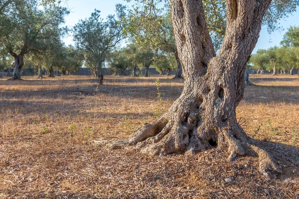 Azeitonas em Itália do Sul — Fotografia de Stock