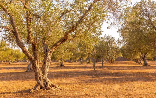 Drzewo oliwne w południe Włoch — Zdjęcie stockowe