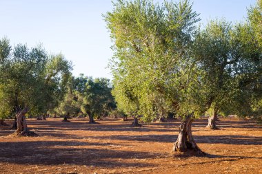 Eski zeytin ağaçları Güney İtalya