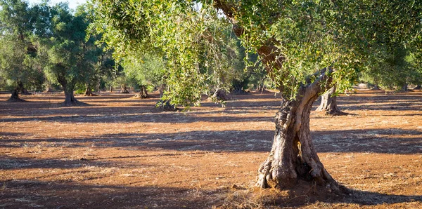 Velhas oliveiras no sul da Itália — Fotografia de Stock