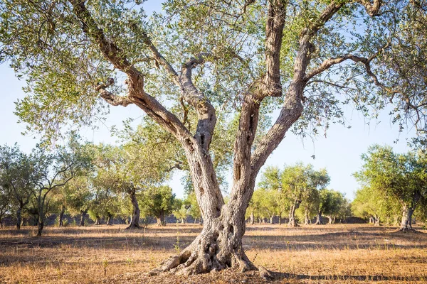 Δέντρο ελιάς στη Νότιο Ιταλία — Φωτογραφία Αρχείου