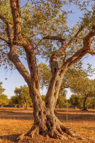 Olivträd i södra Italien — Stockfoto