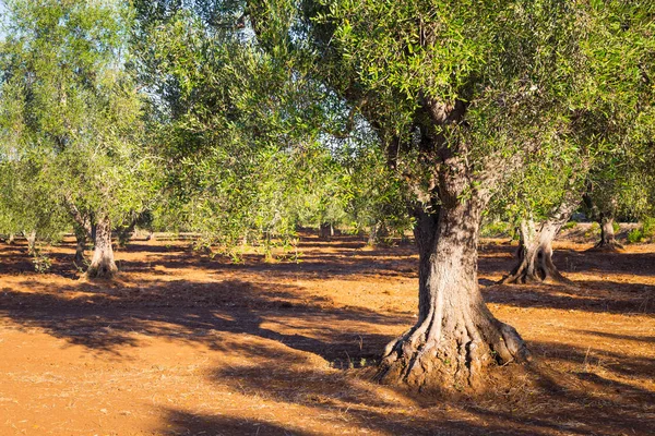 Stare drzewa oliwne, południe Włoch — Zdjęcie stockowe