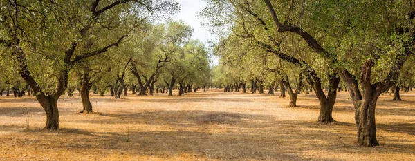 橄榄树种植园 — 图库照片
