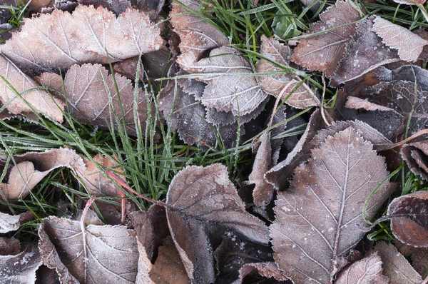 Leaves and grass with hoarfrost autumn morning. — Stock Photo, Image