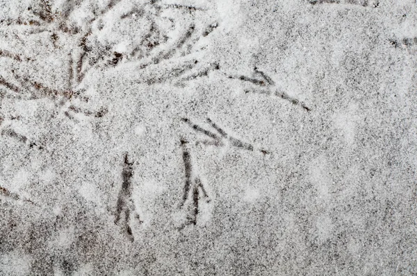 Kış saati kuş pistlerde kar. — Stok fotoğraf