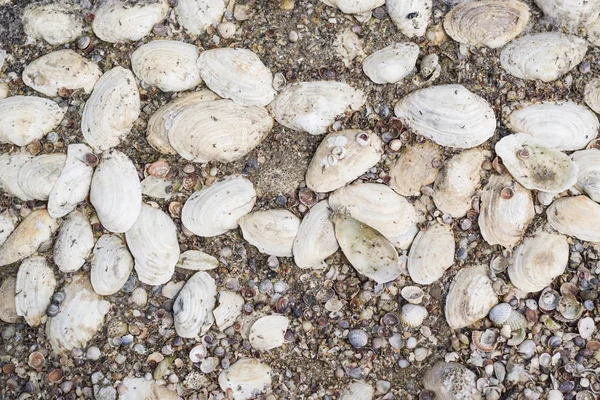 Un sacco di conchiglie di mare sulla sabbia come sfondo . — Foto Stock