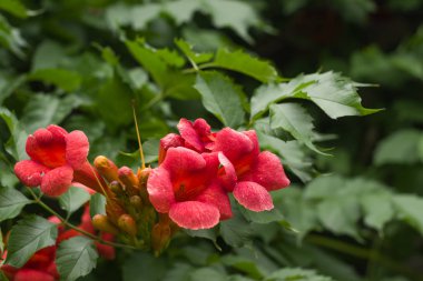 Bir campsis yaz bahçesinde yeşil bir arka plan üzerinde kırmızı çiçek çiçeklenme.