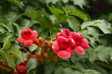 Çiçek kampsis yeşil yaprakları yakın çekim bir arka plan üzerinde bir kolu üzerinde.