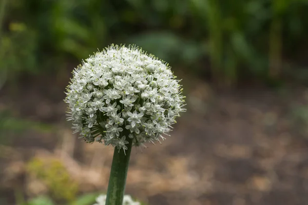 Onion Flower Buds. Blossoming boll of onion. — Stock Photo, Image