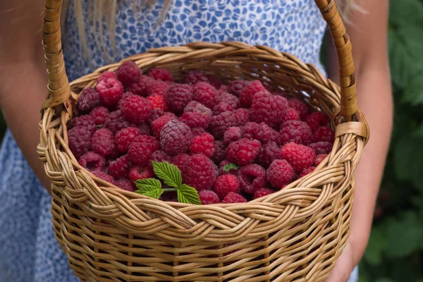 Mavi elbiseli küçük kız elinde kırmızı ahududu sepetle.