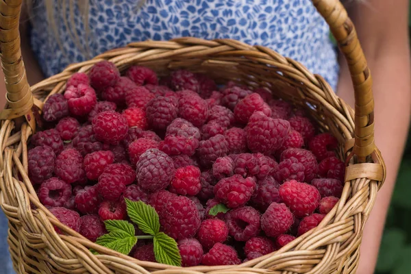 Sepet taze organik ahududu dolu tutan küçük kız. Yakın çekim yaz kırmızı meyveler.