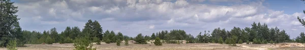 Vista panorámica del bosque de pinos en el cielo azul con el fondo de nubes. Hermoso paisaje . — Foto de Stock