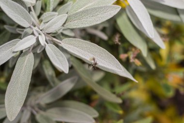 Bir sonbahar flowerbed üzerinde yeşil adaçayı