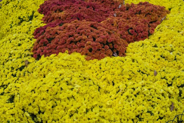 Flores amarelas e vermelhas no parque no outono — Fotografia de Stock