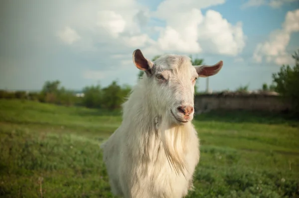 Белая коза на зеленом лугу на ферме — стоковое фото