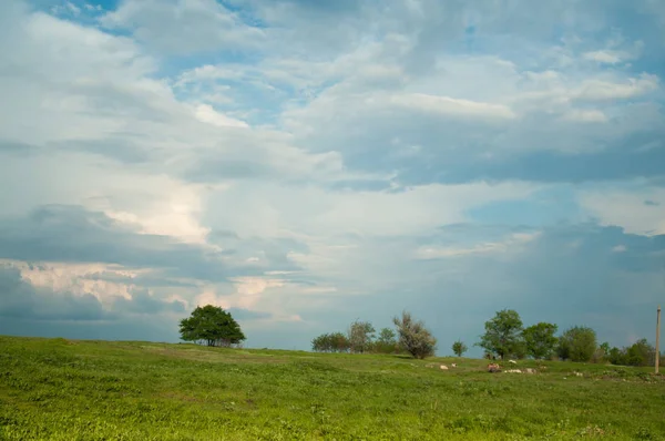 在蓝天的映衬下, 绿树树木的风景 — 图库照片