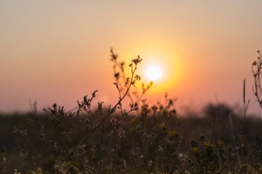 Bir alanı yabani otlar ile güzel gün batımı