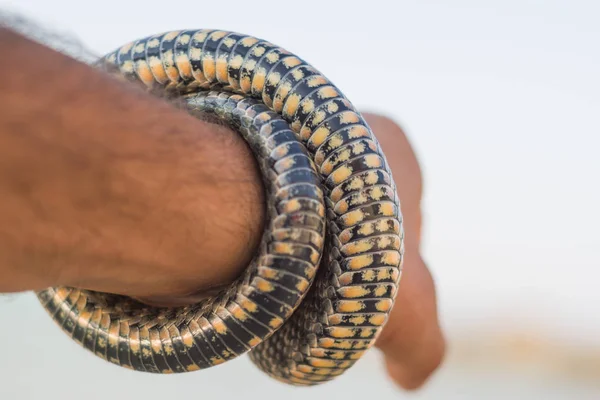 Um homem segurando uma serpente na praia — Fotografia de Stock