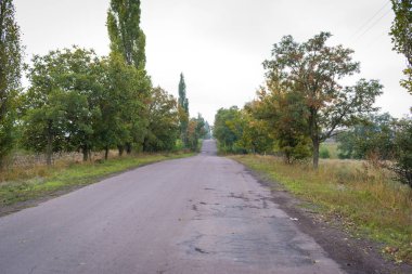 Kırsal alan. Yeşil ağaçlı tarlalar arasındaki köy yolu