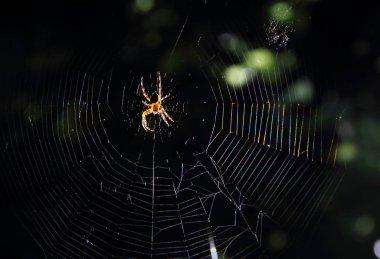 Örümceğin ördüğü ağ, makro, böcek avlar.