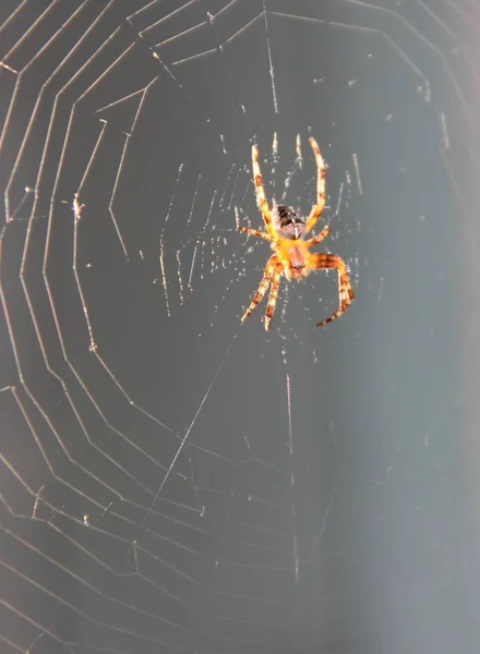 Teia Tecida Por Aranha Macro Insetos Caçam Por Presas — Fotografia de Stock